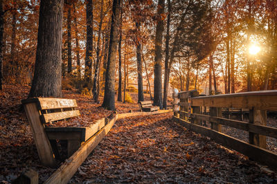 Trees in park during autumn