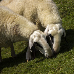 Sheep grazing in a field