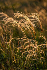 Close-up of wheat plants in water