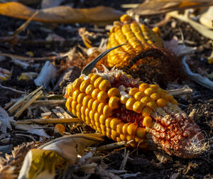 Close-up of yellow pumpkins on field