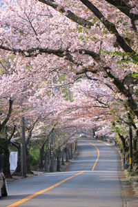 View of cherry blossom trees along road