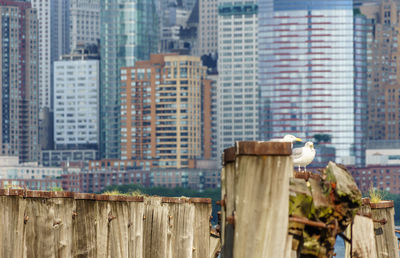 Seagulls perching on wood against buildings in city