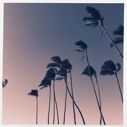 Low angle view of palm trees against clear sky