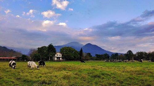 Cows on field against sky