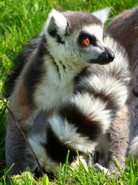 Close-up of monkey on grass