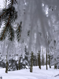 Close-up of frozen tree