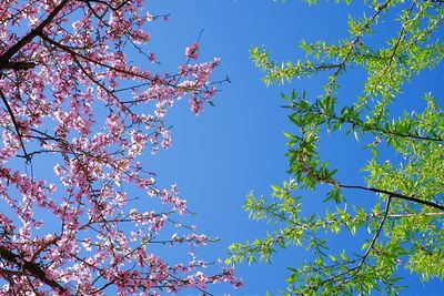 Low angle view of pink flowers blooming on tree