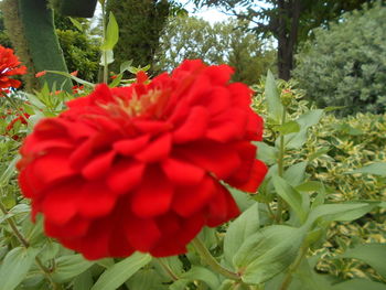 Close-up of red flowers