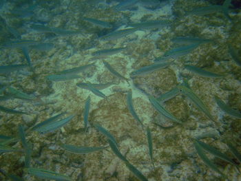 High angle view of turtle in sea