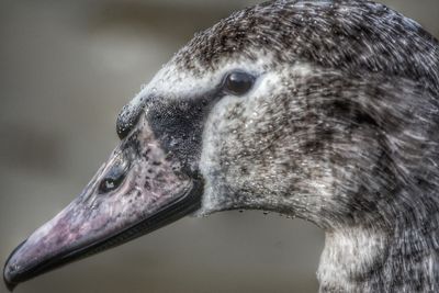 Close-up of bird