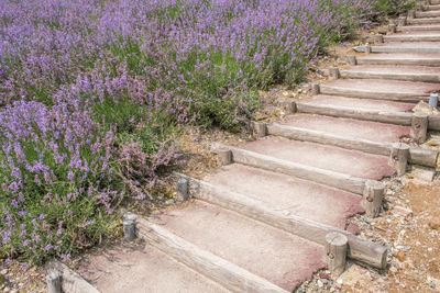 Purple flowers on steps