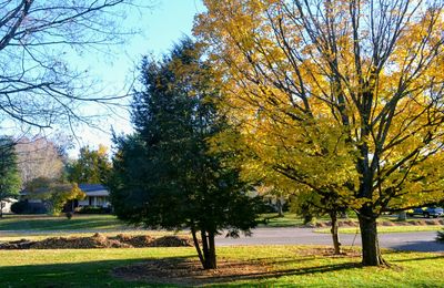Trees in park during autumn