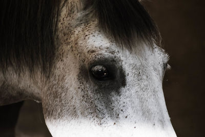 Close-up portrait of a dog