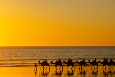 Silhouette camels on beach against sky during sunset