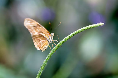 Close-up of butterfly on leaf