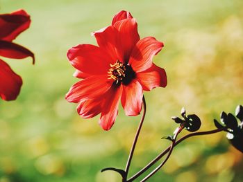 Close-up of flower blooming outdoors