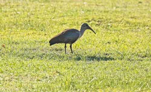 Duck walking in a field