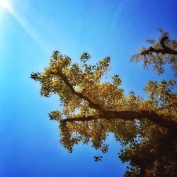 Low angle view of tree against blue sky