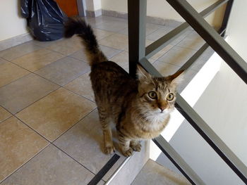 High angle view of a cat on tiled floor