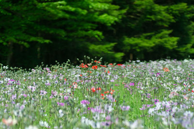 Close-up of multi colored flowering plants on field