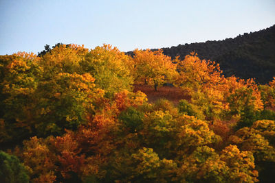 Scenic view of autumn trees in forest against sky