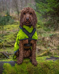 An outdoor portrait of an apricot cockapoo dog in the scottish countryside during an walk 