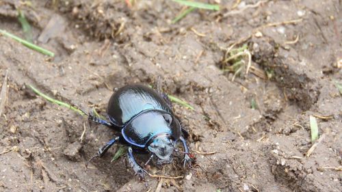 High angle view of insect on land