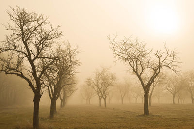 Bare trees on landscape against sky during winter