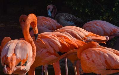 Beautiful flock of brightly orange and pink colored flamingos in water