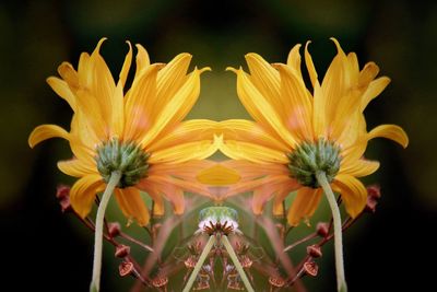 Close-up of yellow flowering plant