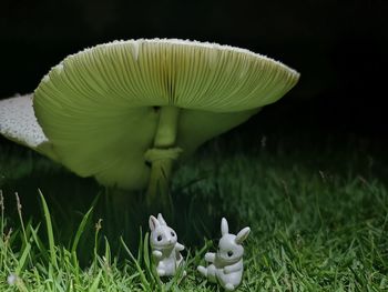 Close-up of mushrooms on field