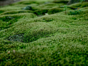 Full frame shot of moss covered land