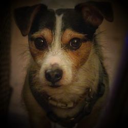 Close-up portrait of a dog