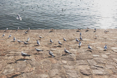 High angle view of seagulls perching on the lake