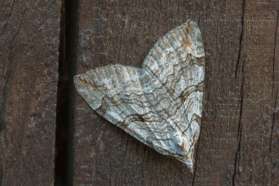 High angle view of butterfly on dry leaf