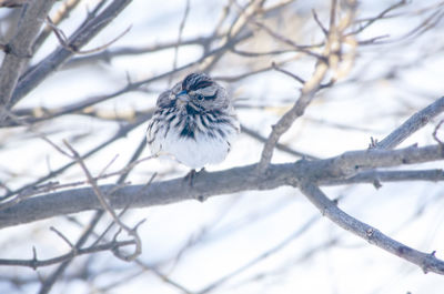winter