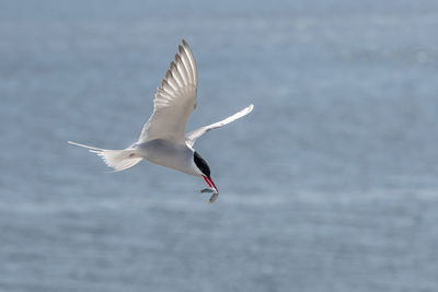 Close-up of bird flying against sky