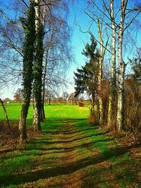 Trees on field against sky