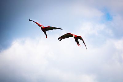 Low angle view of birds flying in sky