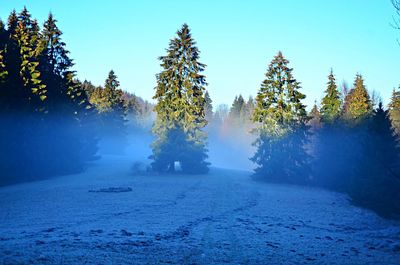 Scenic view of trees against clear sky during winter