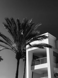 Low angle view of palm tree against building