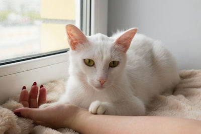 Hand of owner stroking young gentle white cat. white cat with its toy on a pink blanket. 