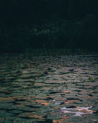 Full frame shot of autumn leaves on footpath