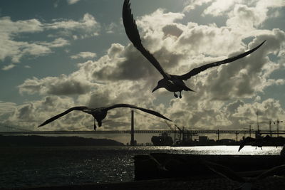 Birds on sea against sky