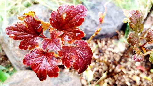 Close-up of red cherry blossom on plant