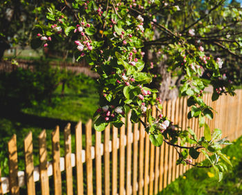 Close-up of apple tree in garden