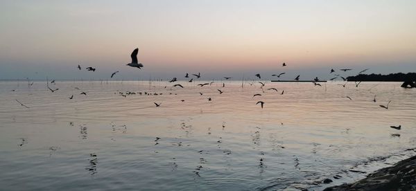 Flock of birds flying over sea