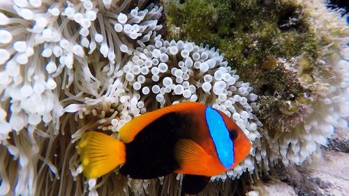 Close-up of jellyfish in water