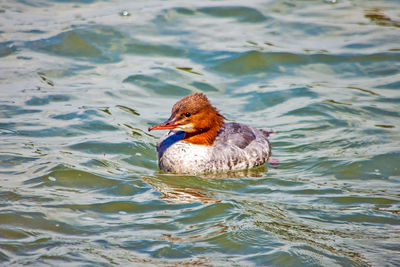 Close-up of duck swimming on lake