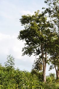 Low angle view of trees